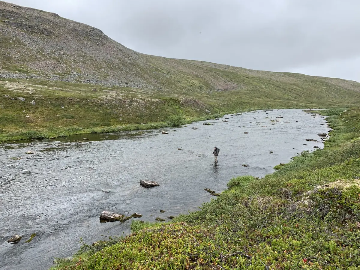 Fugler ved bredden av Syltefjordelva